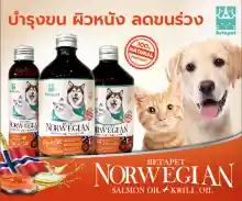ภาพขนาดย่อของภาพหน้าปกสินค้าส่งไวมาก  น้ำมันปลาแซลมอนแท้Premium นำเข้าจากNorway สำหรับสัตว์เลี้ยง สุนัข หมา แมว Salmon oil for pet 100% จากร้าน Betapetthailand  บน Lazada