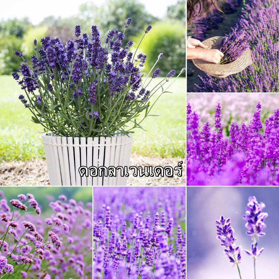 200 ลาเวนเดอร์ Lavender flower Seeds บอนไซที่สวยงาม เมล็ดพันธุ์ดอกไม้ ถูก หายาก เมล็ดพันธุ์ดั้งเดิม 100% สามารถปลูกได้ทั่วประเทศไทย ไม้ประดับสด พืชดอก สวนระเบียงและของตกแต่งบ้าน ต้นไม้มงคล เมล็ดพันธุ์คุณภาพสูง ลดราคา ดอกไม้จริง plants บอนไซแคระ