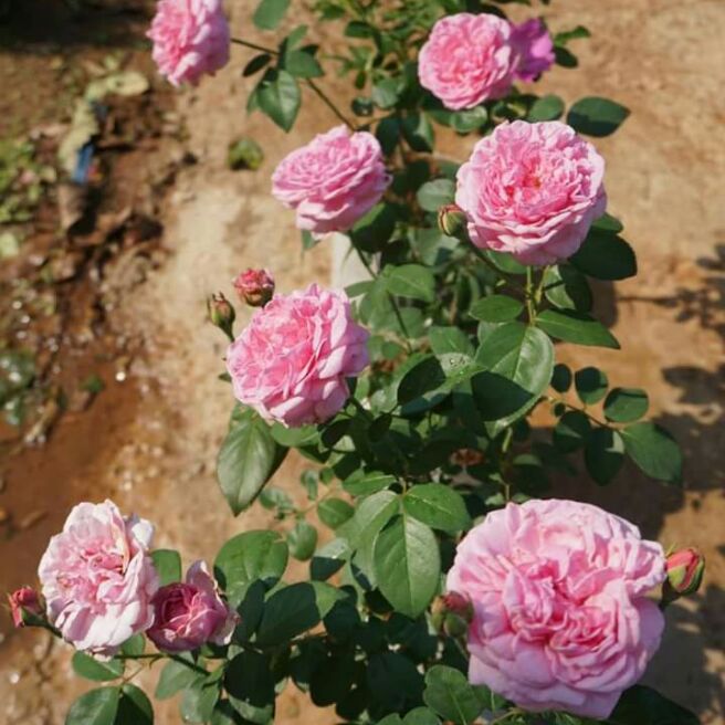 My Image 12