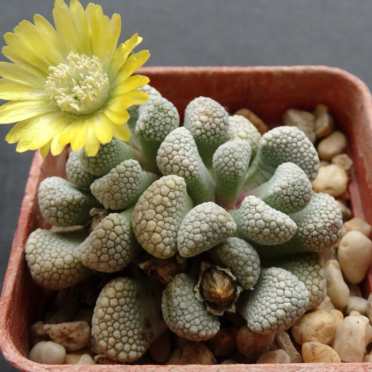 เมล็ด Titanopsis Schwantesii ที่หายาก - 10 แพ็ค, ชุดเมล็ดพันธุ์ฉ่ำที่ ...