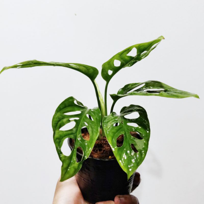 (Promotion+++)  Monstera adansonii (พลูฉลุ) รูปสุดท้ายฟอร์มตอนโต ราคาถูก ต้นไม้ ฟอก อากาศ ต้นไม้ ปลูก ใน บ้าน ต้น บอน ไซ ต้นไม้ ปลูก ใน ห้อง นอน