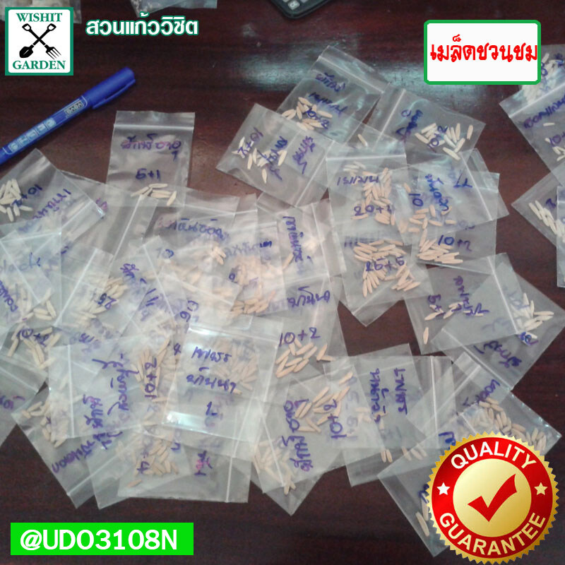 รายการ 91+ ภาพพื้นหลัง จำหน่าย เมล็ด ชวนชม หลาย สาย พันธุ์ ครบถ้วน