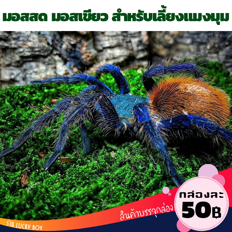 มอสสด มอสเลี้ยงแมงมุม แมงมุมชอบ Exotic กล่องละ 50 บาท Vivarium Exotic pet