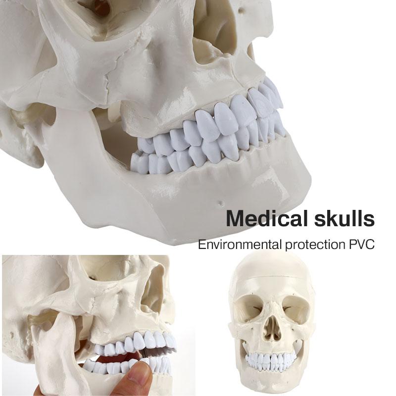Medical Model Medical Head Model Durable Human Skeleton Study Parietal