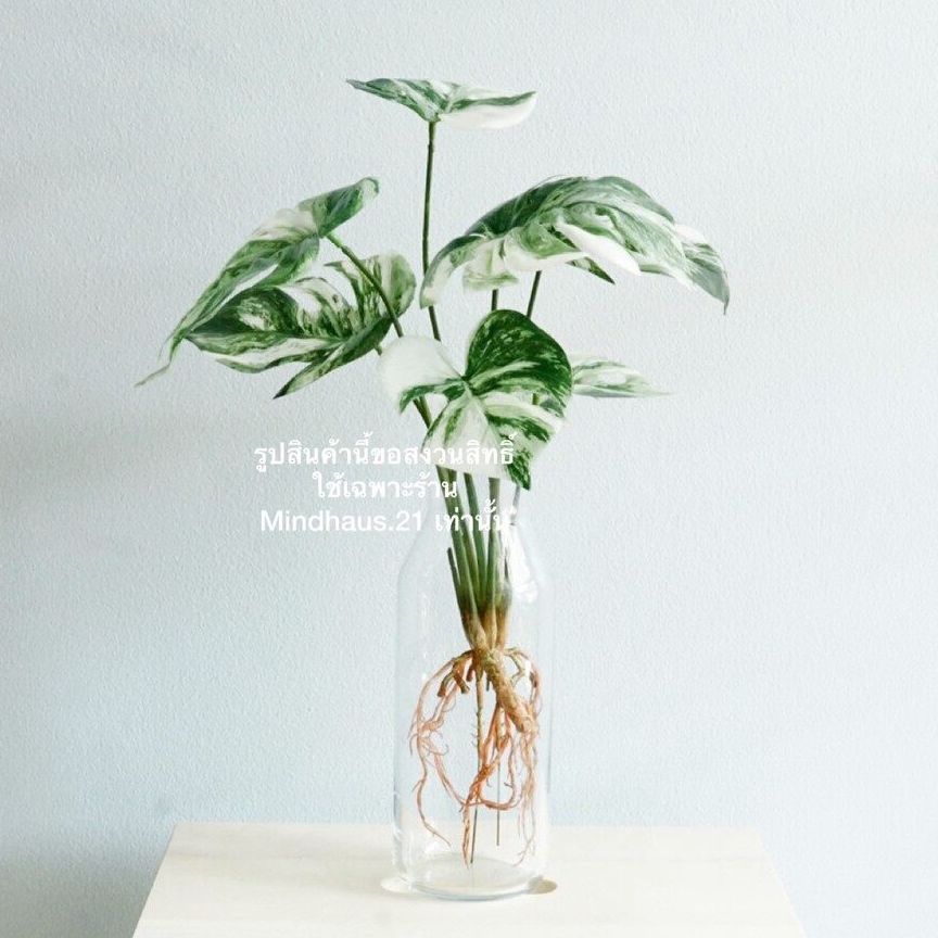 ต้นไม้ประดิษฐ์ เสมือนจริง ต้นไม้มีราก ต้นไม้ปลอม ต้นไม้ตกแต่งบ้าน