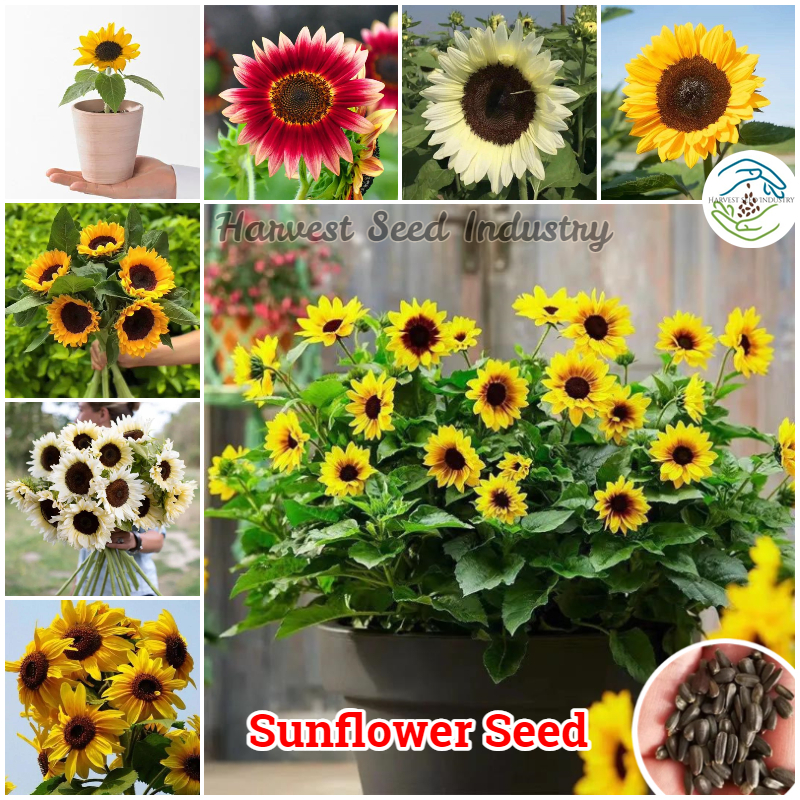 50เมล็ด/ห่อ คละสี บอนสี เมล็ดพันธุ์ ทานตะวัน Edible Dwarf Sunflower Seeds ต้นไม้ฟอกอากาศ เมล็ด