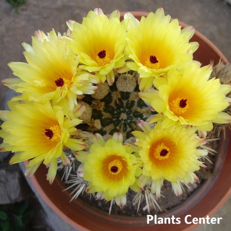 Best Seller (shizw)กระบองเพชรไม้ลำ แคคตัส cactus Parodia submammulosa seeding 8-10cm สินค้าคุณภาพดี