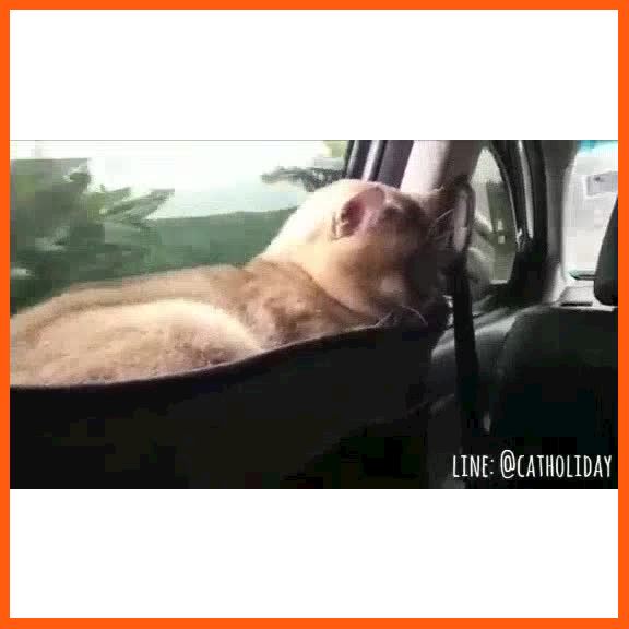 SALE CatHoliday ที่นอนแมวติดกระจกแบบโค้ง ที่นอนติดรถยนต์ สัตว์เลี้ยง แมว ทรายแมวและห้องน้ำ