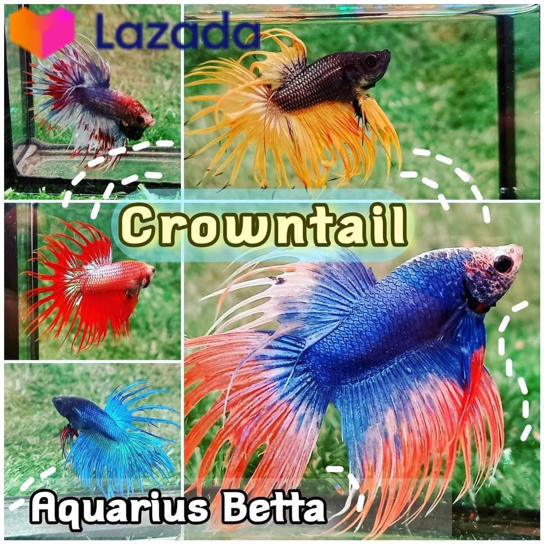 ปลากัด คราวเทล คละสีจำนวน 3 ตัว (crowntail betta) พร้อมจัดส่งมีประกัน