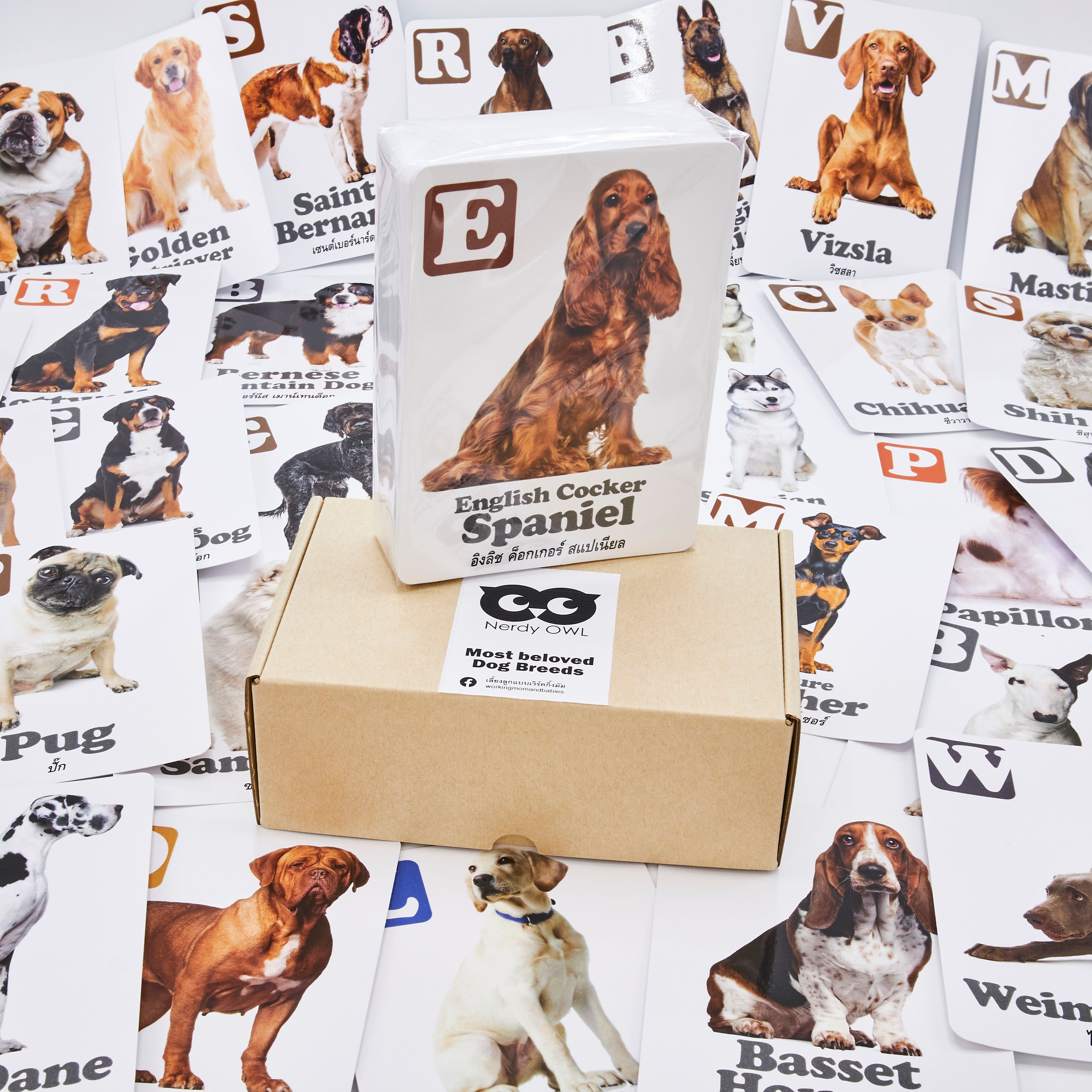 แฟลชการ์ด พันธุ์สุนัข Flash Cards Most Beloved Dog Breeds บัตรคำ การ์ดคำศัพท์ เนิร์ดดี้อาว (Nerdy Owl) จำนวนมากที่สุดถึง 108 ใบ ของเล่นเสริมพัฒนาการ