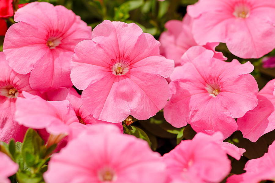 200 เมล็ด พิทูเนีย (Petunia) ดอกไม้สีสรรสดใส ปลูกประดับบ้าน ไม้มงคล แถม ...