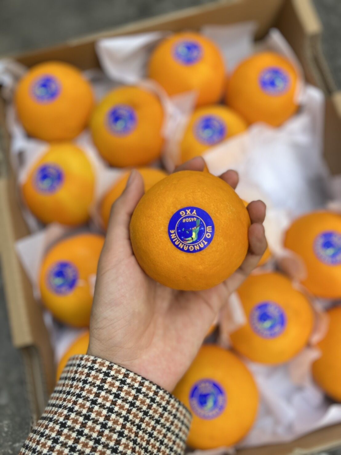 ส้มแมนดาริน ไต้หวัน Mandarin Orange (1แพค/ไซส์XL) (TAIWAN) ~ลดพิเศษ~ ผลไม้นำเข้า ส้มไต้หวัน ตรานกเงือก YXG ส้มนกแก้ว ส้มตรานกแก้ว HFT Wo Tangerine Wogan  ยี่ห้อ ตรานกแก้ว (5ลูก)