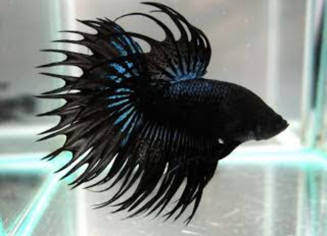 ปลากัด คราวเทลดำ น้องเวน่อม (crowntail Super Black)พร้อมจัดส่งby Candy Betta