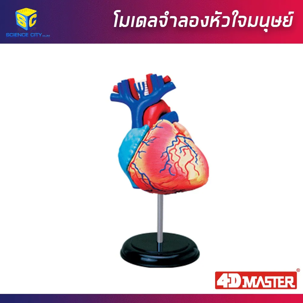 Best saller หุ่นจำลองหัวใจมนุษย์ Human Heart Model อุปกรณ์วิทย์ ph meter กระดาษ ph เคมีภัณฑ์ อาหารเลี้ยงเชื้อจุลินทรีย์ beaker refractro meter PH test paper Mercury thermometer scitific intrument เครื่องแก้ว beaker หุ่นจำลอง centrifuge tube centrifug