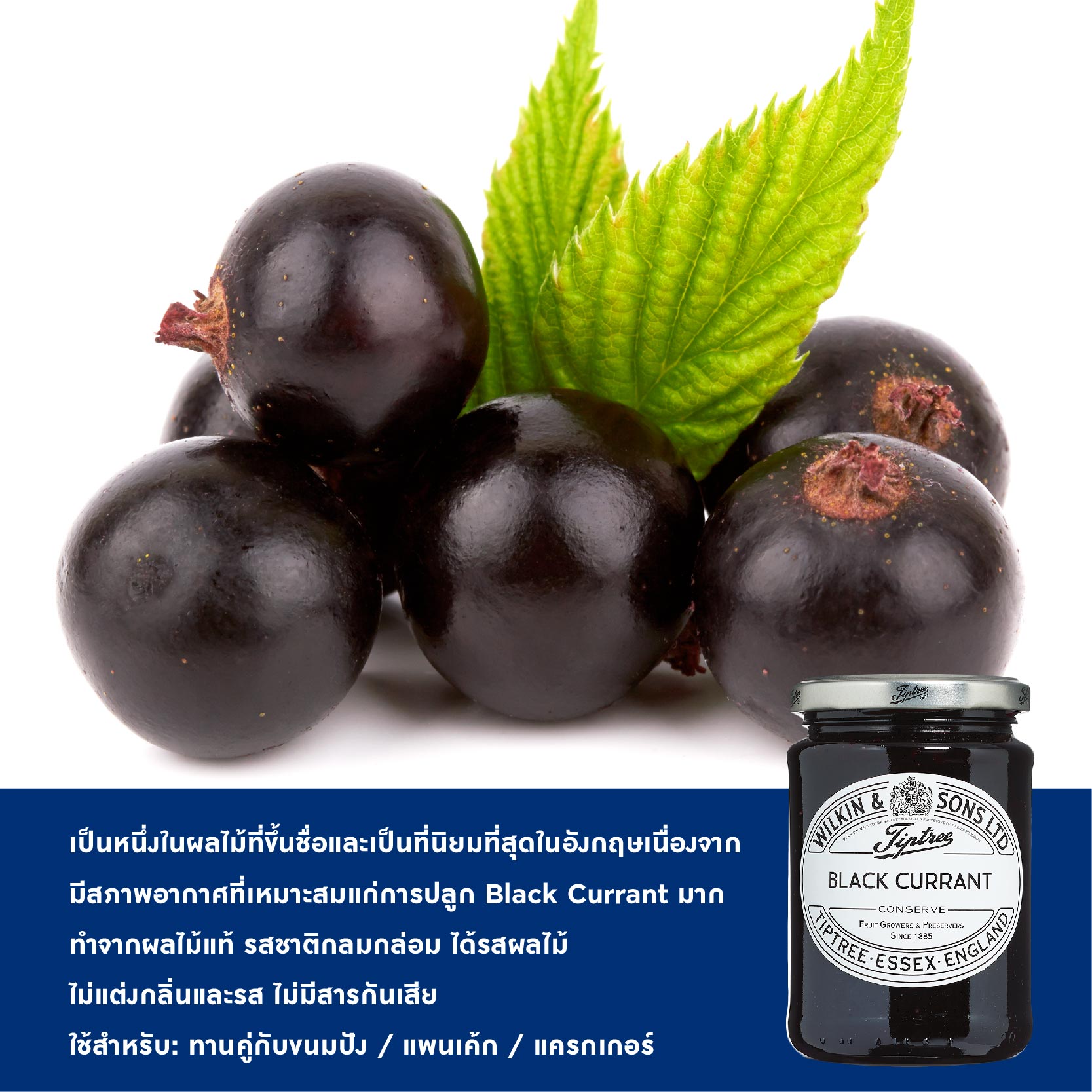 Tiptree Black Currant Preserve 28g U2013 Universal Product Solutions