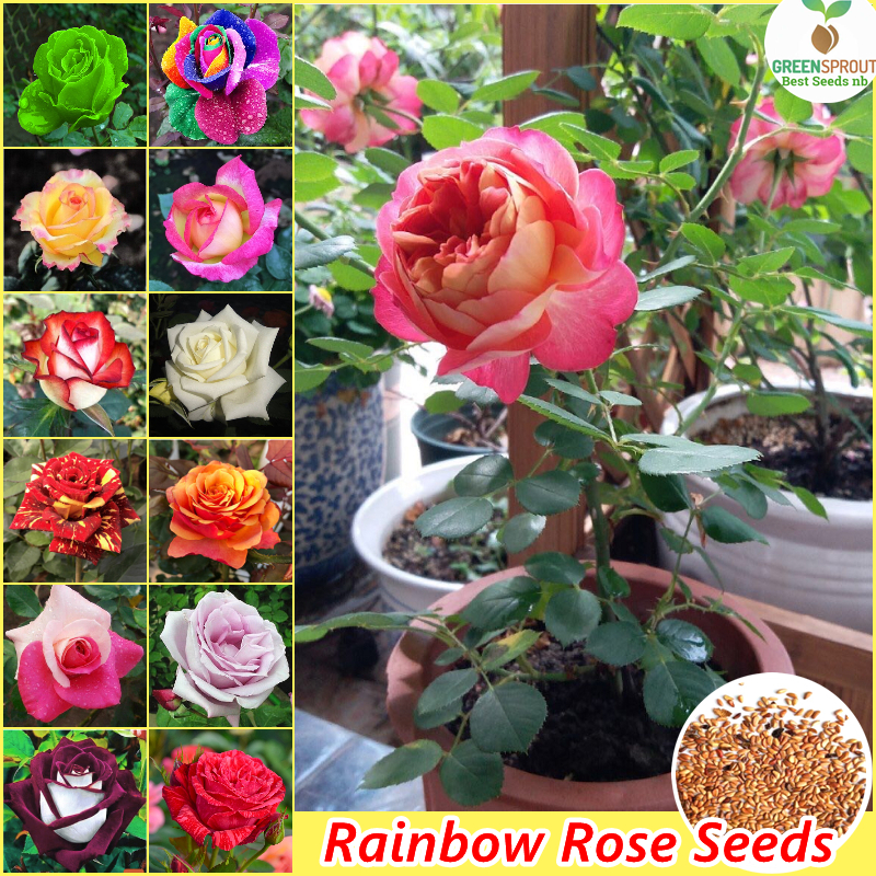 Fast Grow] Rainbow Rose Plant Mixed Seed Bonsai Seeds for Planting Flowers  (100 Seeds/pack) Ornamental Flowering Plants Seeds Flower Seeds for  Gardening DIY Garden Decor Real Live Rose Plant for Sale Indoor