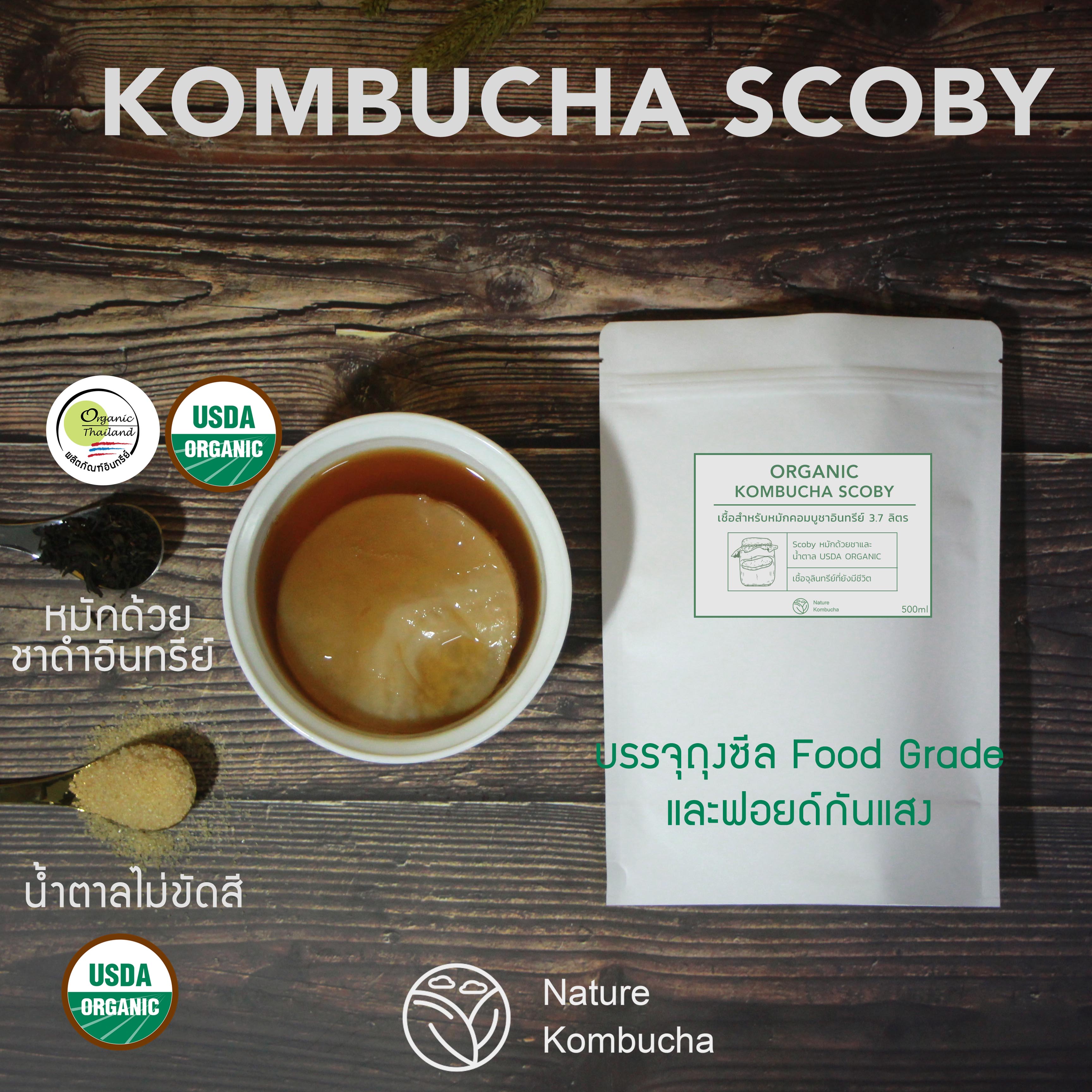 Organic Kombucha Scoby 400ml +FB Community Group | หัวเชื้อ ชาหมัก คอมบูชาและเข้าร่วมกรุ๊ป community ตอบถามปัญหาการหมัก | Nature Kombucha