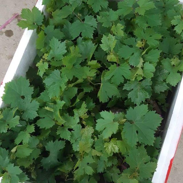 Hạt Giống Nho Xanh Không Hạt (Tặng kèm phân bón)