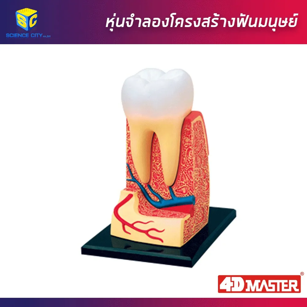 Best saller แบบจำลองโครงสร้างฟันมนุษย์ อุปกรณ์วิทย์ ph meter กระดาษ ph เคมีภัณฑ์ อาหารเลี้ยงเชื้อจุลินทรีย์ beaker refractro meter PH test paper Mercury thermometer scitific intrument เครื่องแก้ว beaker หุ่นจำลอง centrifuge tube centrifug