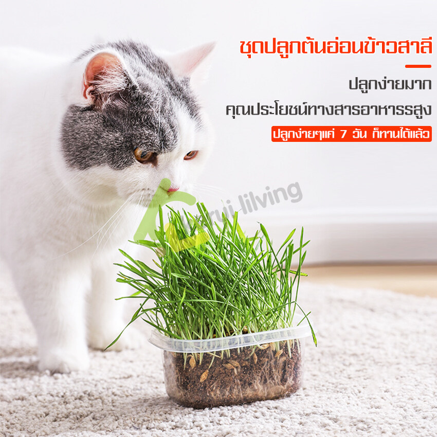 ชุดปลูกต้นอ่อนข้าวสาลี (หญ้าแมว) ปลูกง่ายมาก ออร์แกนิค 100% ปลอดภัย ไร้สารพิษ ชุดปลูกต้นข้าวสาลี เมล็ดหญ้าแมว เมล็ดต้นข้าวสาลี