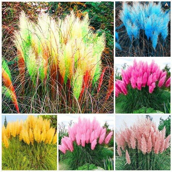 100 เมล็ดหญ้า หญ้าภูเขา หญ้าแพมพัส Pampas grass แปมปัส นำเข้าจาก USA