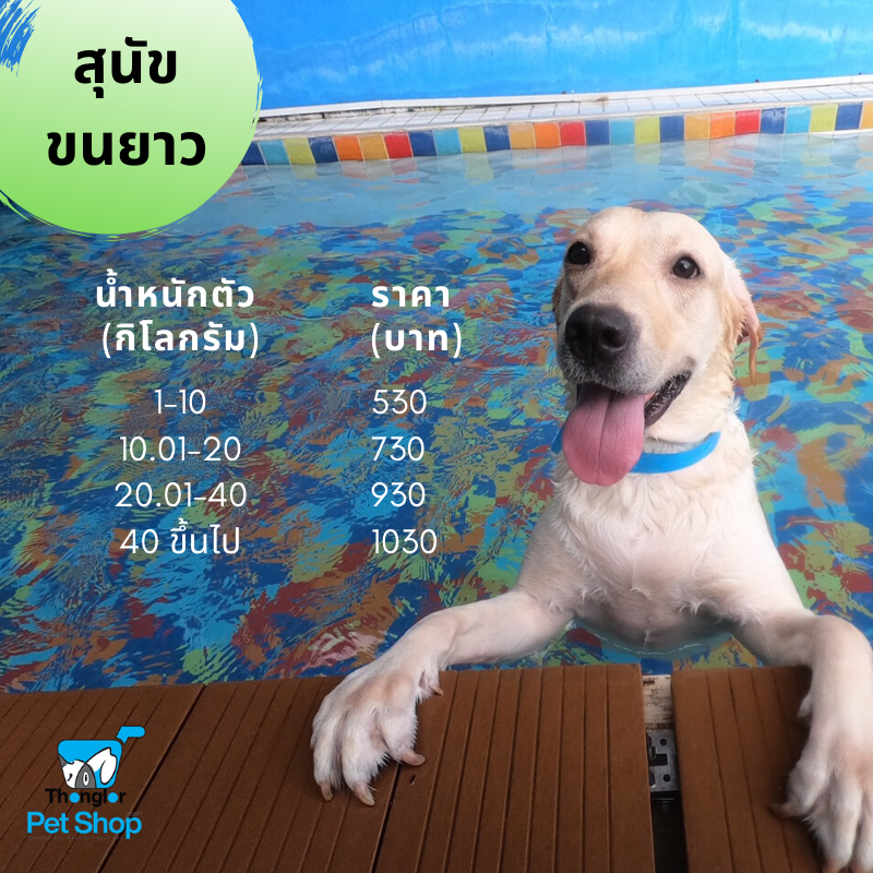 (คุปอง) Pet pool สระว่ายน้ำสุนัขขนยาว โดยโรงพยาบาลสัตว์ทองหล่อ