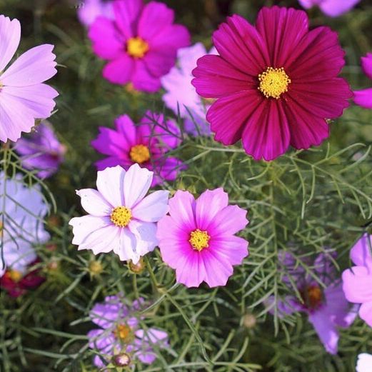 เมล็ดพันธุ์ดอกไม้ เมล็ดพันธุ์ ดาวกระจายคละสี ดอกคอสมอส (Mixed Cosmos