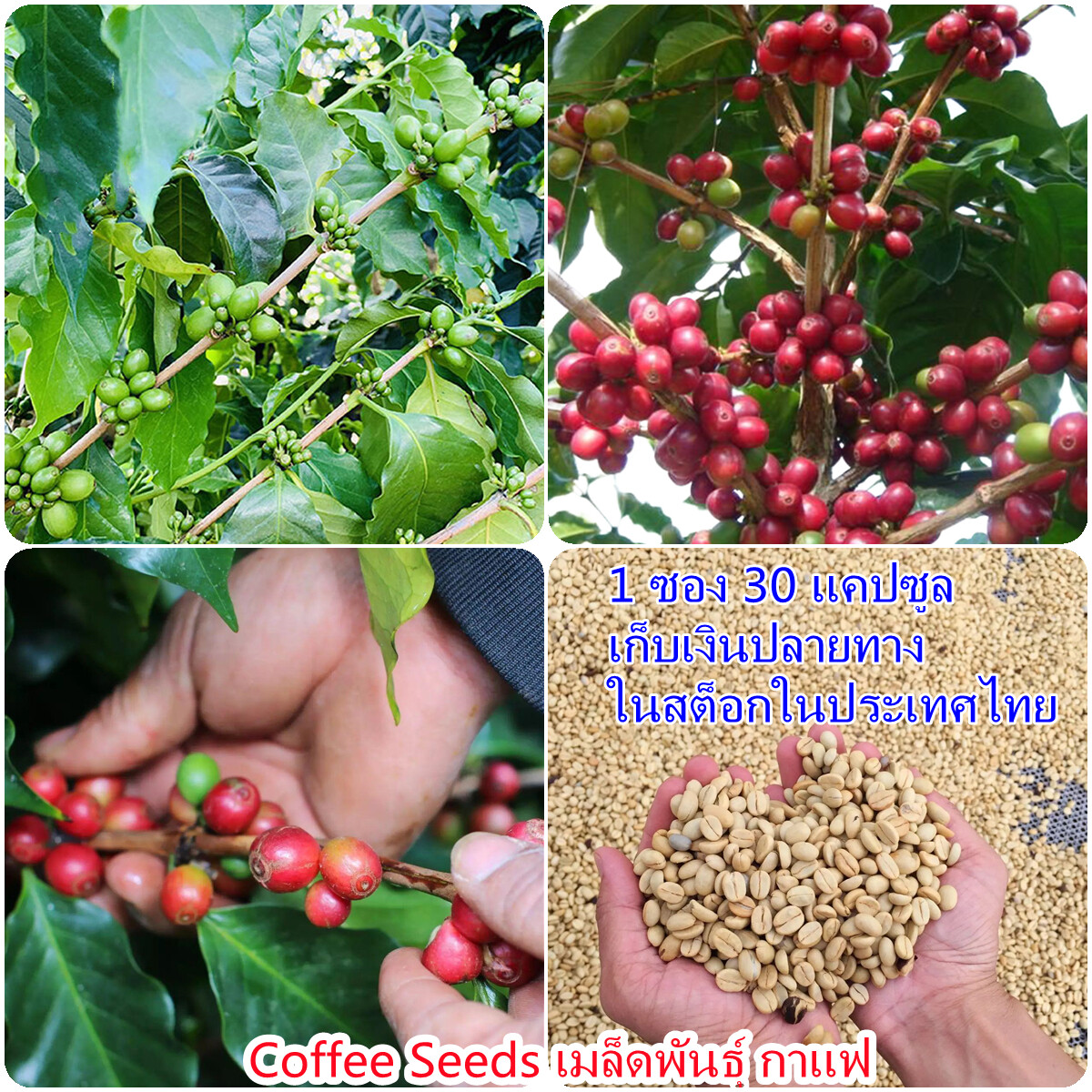 Qu_ NE_ HB 25Pcs Coffee Bean Seeds Easy to Grow Organic Plant Home Garden Bonsa