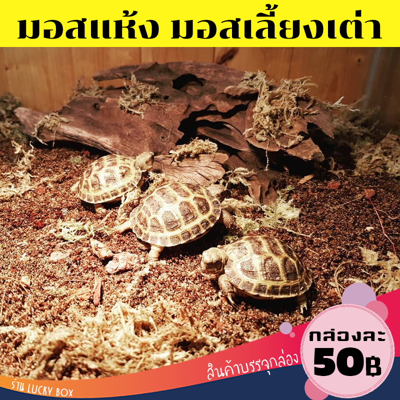 มอสแห้ง มอสเลี้ยงเต่า Sphagnum moss สแฟ็กนั่มมอส น้องเต่ากินได้ กล่องละ 50 Vivarium Exotic pet