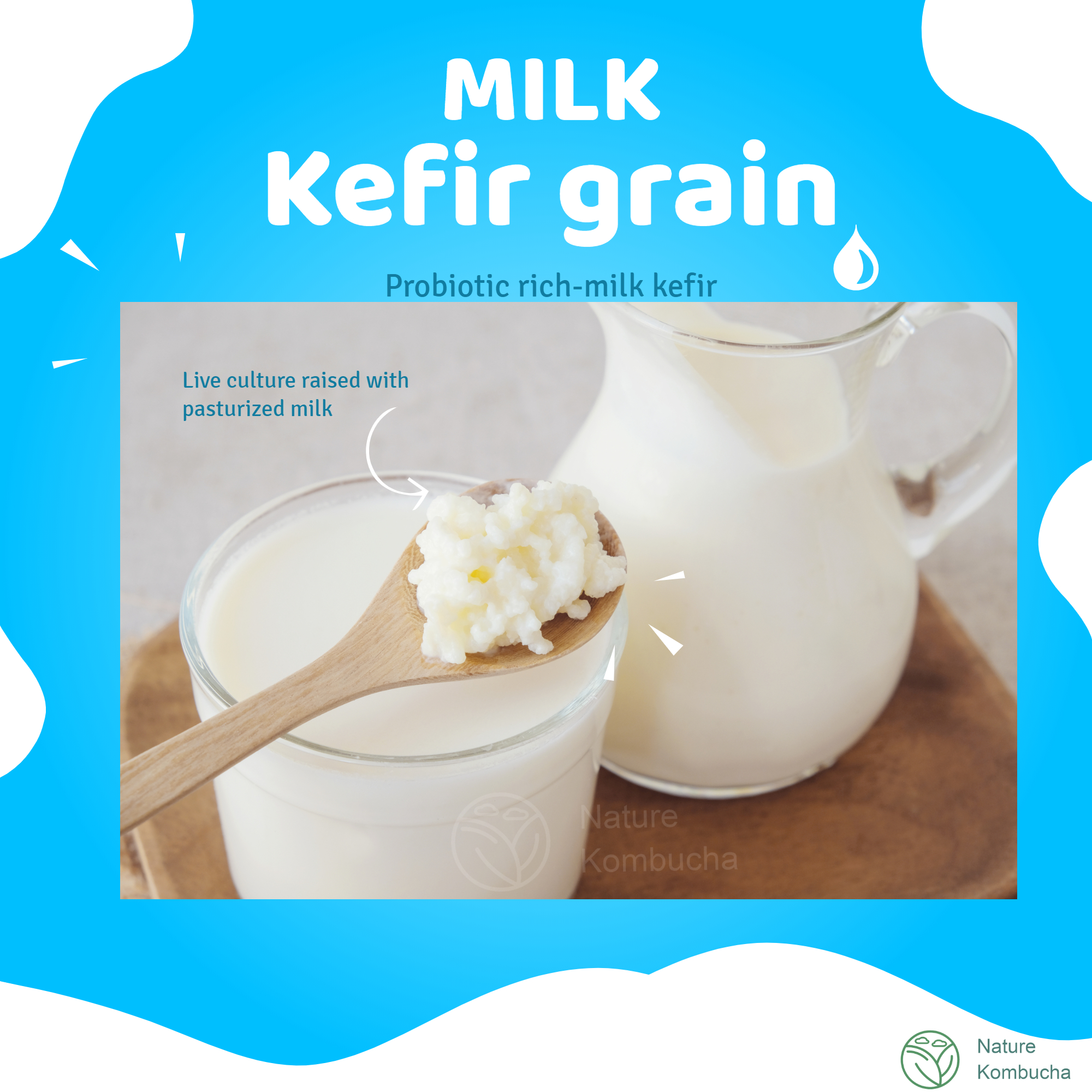 Milk kefir grain 10g raised with fresh pasteurized milk | เกรนคีเฟอร์นม 10g เลี้ยงด้วยนมฟาสเจอร์ไรส์