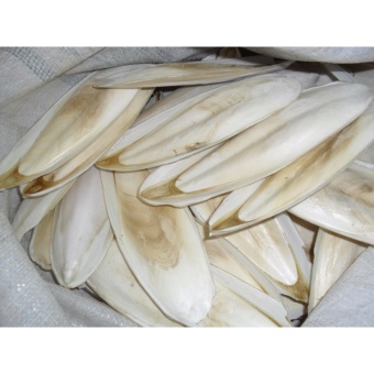 กระดองปลาหมึก 1 ชิ้น สำหรับนกแก้วทั่วไปแล้วซันคอนัวร์ หงษ์หยก และแอ๊ฟริกันเกย์ กระดองปลาหมึก 1 ชิ้น สำหรับนกแก้วทั่วไปแล้วซันคอนัวร์ หงษ์หยก และแอ๊ฟริกันเกย์