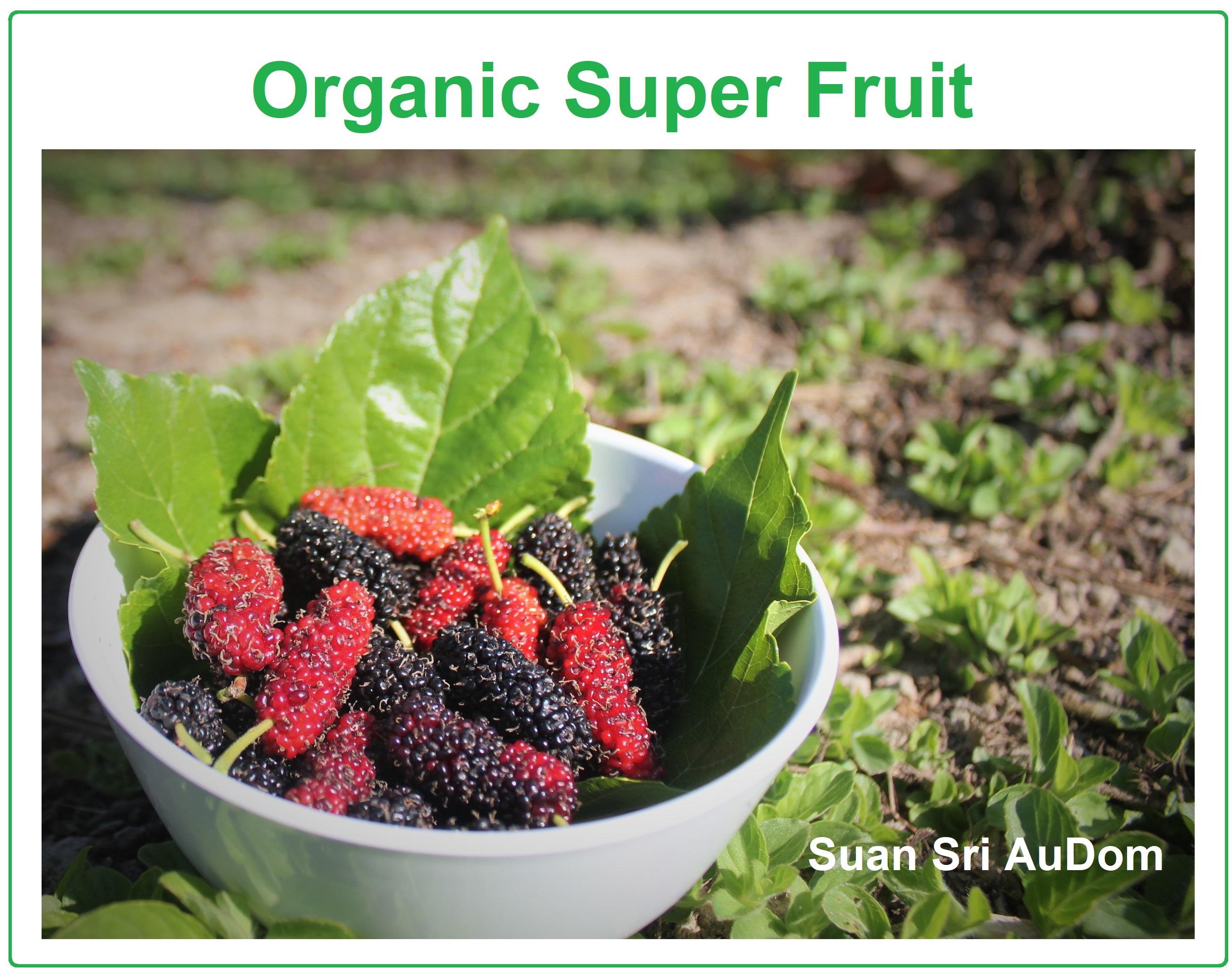 lazada  กิ่งพันธุ์ มัลเบอร์รี่ Mulberry ลูกดก หวานอร่อยและมากสรรพคุณ Organic Super Fruit ปลอดสารพิษ100% ชุดละ 10 กิ่ง (เเถมฟรีรับ อีก 12 กิ่งทันที) บริการให้คำปรึกษาฟรีทุกขั้นตอนจนได้ผลผลิต และเก็บเงินปลายทางได้