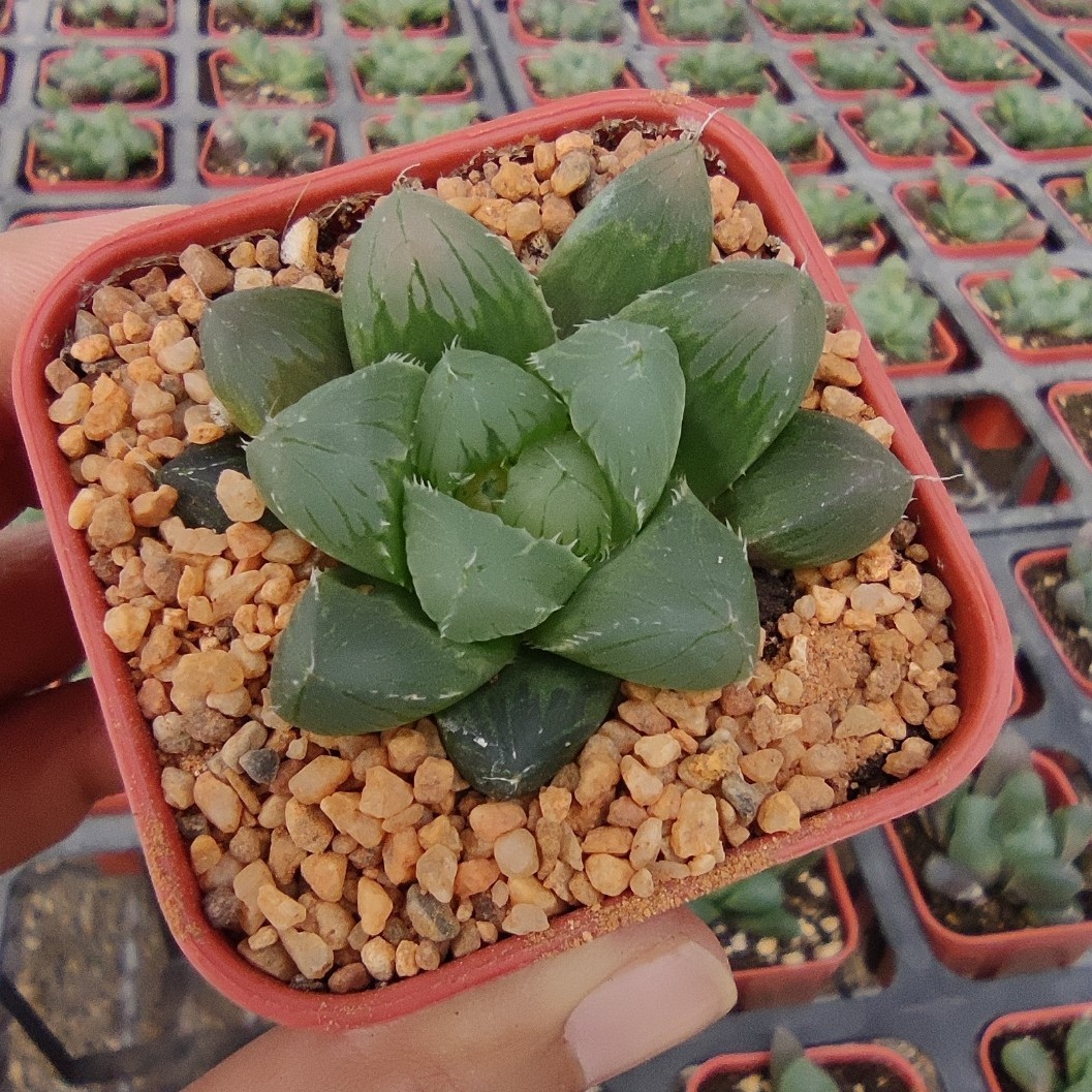 Haworthia cooperi var. dielsiana 2 Inch G Succulents กุหลาบหินนำเข้า ไม้อวบน้ำ