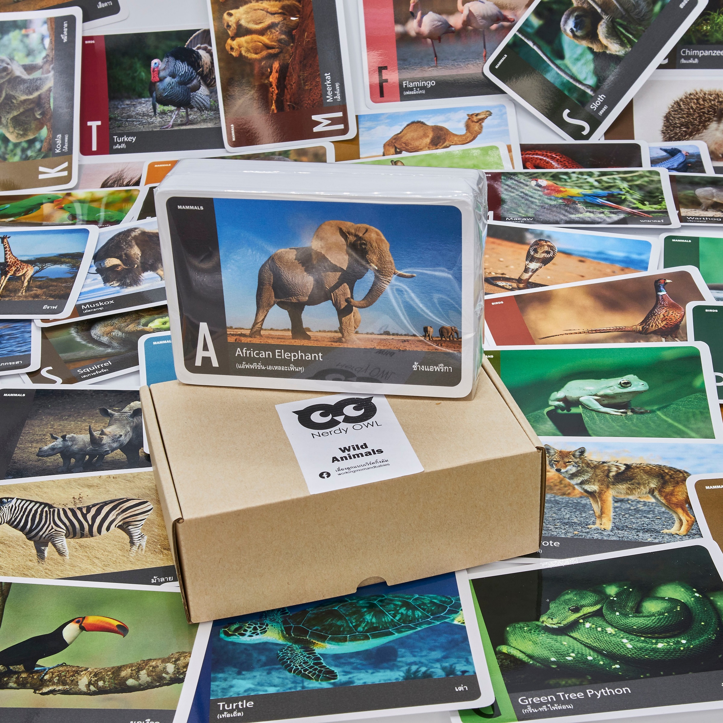 แฟลชการ์ด สัตว์ป่า Flash Cards Wild Animals บัตรคำ การ์ดคำศัพท์ เนิร์ดดี้อาว (Nerdy Owl) จำนวนมากที่สุดถึง 108 ใบ ของเล่นเสริมพัฒนาการ