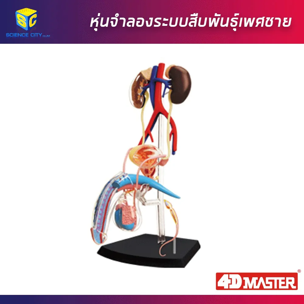 Best saller หุ่นจำลองระบบสืบพันธุ์เพศชาย อุปกรณ์วิทย์ ph meter กระดาษ ph เคมีภัณฑ์ อาหารเลี้ยงเชื้อจุลินทรีย์ beaker refractro meter PH test paper Mercury thermometer scitific intrument เครื่องแก้ว beaker หุ่นจำลอง centrifuge tube centrifug