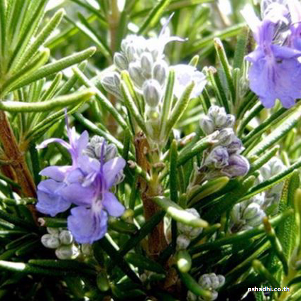 Oshadhi Rosemary (Verbenone) organic Hydrolate 100 ml Oshadhi ThaiPick