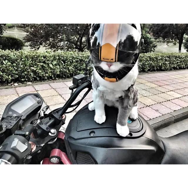 หมวกกันน็อคสัตว์เลี้ยง Pet helmet หมวกกันน็อค หมวกกันน็อคเด็ก หมวกกันน็อคผู้ใหญ่ หมวกกันน็อค 3 กระดุม หมวกกันน็อคเต็มใบ  หมวกกันน็อคครึ่งใบ ของแท้