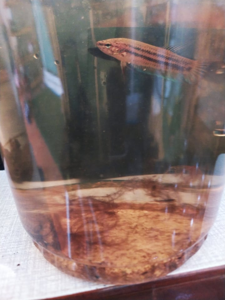 ปลากัด ป่า แก้มแดง (ตัวเมีย)   ลูกช้อน  พร้อมผสมจากแหล่งน้ำํธรรมชาติ สายเลือดป่า 100% ฟรีค่าจัดส่ง