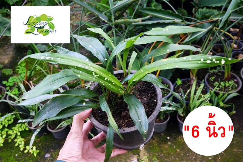 Aspidistra Lurida Ker Gawl. 'Ginga' :       | Lazada.co.th