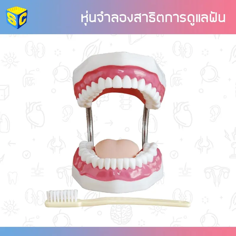 Best saller หุ่นจำลองฟัน สาธิตการดูแลฟัน 28 และ 32 ซี่ อุปกรณ์วิทย์ ph meter กระดาษ ph เคมีภัณฑ์ อาหารเลี้ยงเชื้อจุลินทรีย์ beaker refractro meter PH test paper Mercury thermometer scitific intrument เครื่องแก้ว beaker หุ่นจำลอง centrifuge tube centrifug