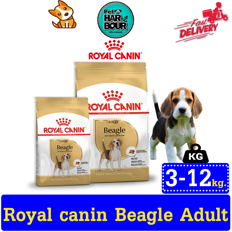 Royal canin hotsell beagle junior