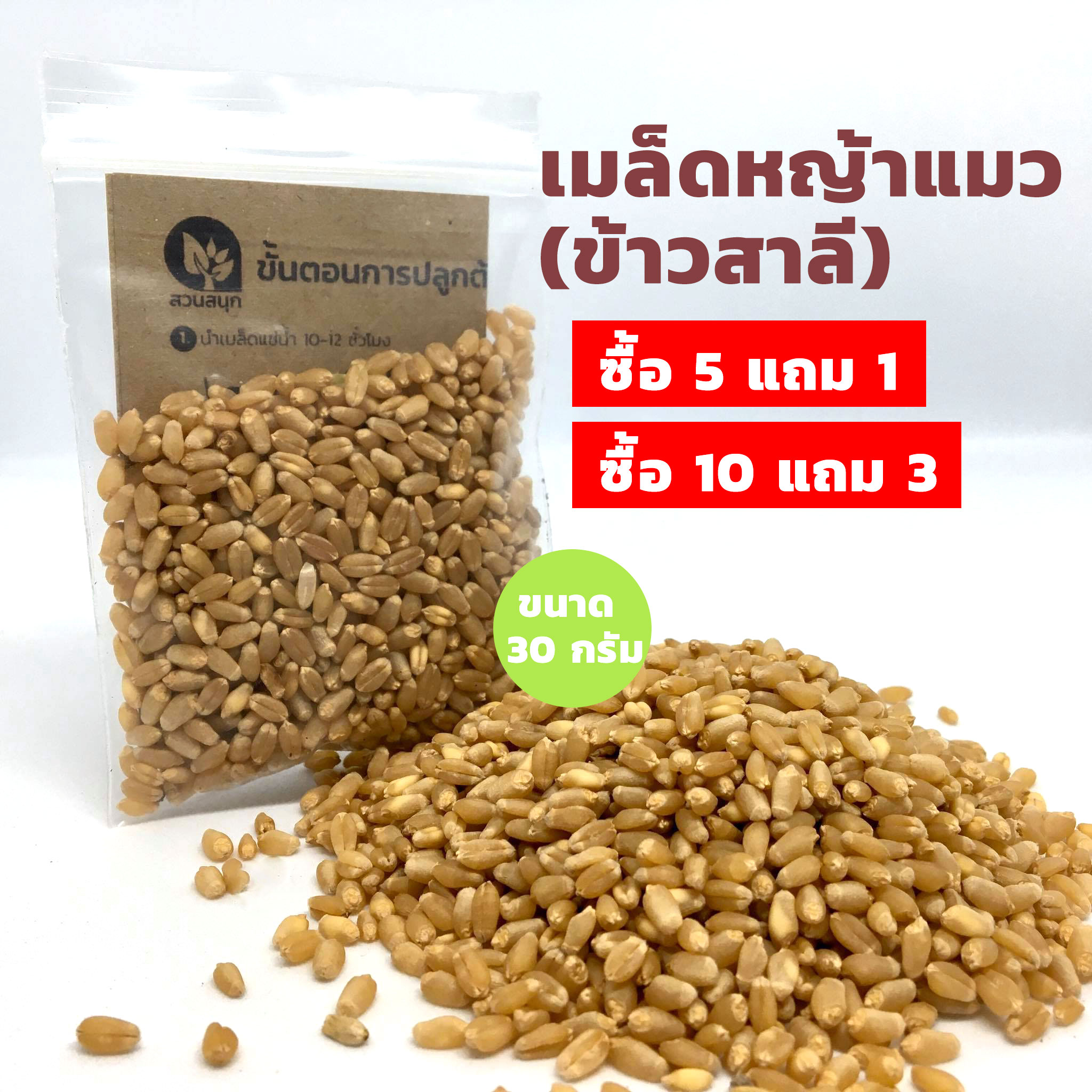 เมล็ดหญ้าแมว🌾 (ต้นอ่อนข้าวสาลี) แบ่งขาย 30 กรัม 🔥ซื้อ 5 แถม 1 หรือ ซื้อ 10 แถม 3🔥