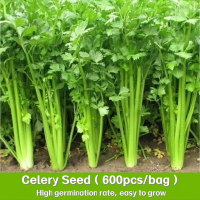 เมล็ดพันธุ์ ขึ้นฉ่าย บรรจุ 800 เมล็ด Chinese Celery Seeds Vegetable Seeds for Planting Plantsปลูกง่าย อัตราการงอกสูง