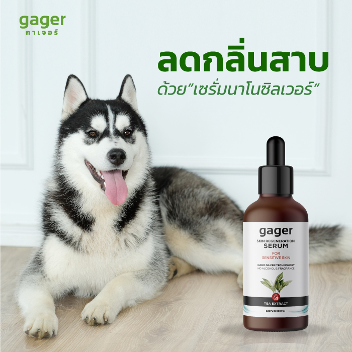 Gager เซรัมนาโนซิลเวอร์ ดับกลิ่นสาบสุนัขและแมว ป้องกันเห็บหมัด ยุง แมลง ทำให้ไม่ต้องอาบน้ำบ่อย Nano Silver Serum 30ml. ส่งฟรี!