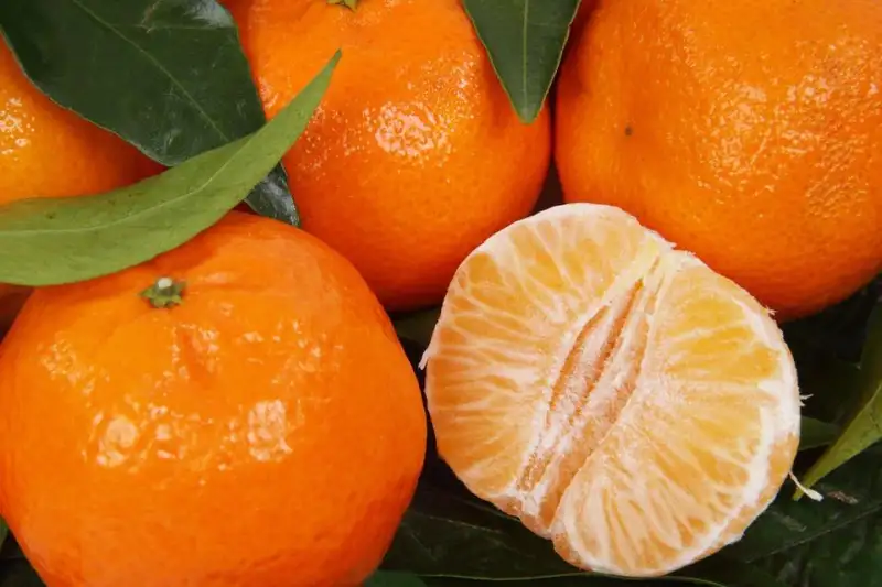 ภาพหน้าปกสินค้า️ ส้มไร้เมล็ด ส้มผลไม้มงคล สรรพคุณของส้ม ส้มคัดพิเศษ 1,000กรัม ส้มเปลือกบาง หวานฉ่ำ เก็บได้นาน 15-20 วัน 14 วัน ยิ่งเก็บนานยิ่งหวานฉ่ำ จากร้าน HONG NON บน Lazada