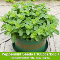 ปลูกง่าย(1500เมล็ด/ซอง)เมล็ดสะระแหน่ Peppermint Seeds - เมล็ดพันธุ์ สะระแหน่ Edible Natural Mint Herbs Seeds