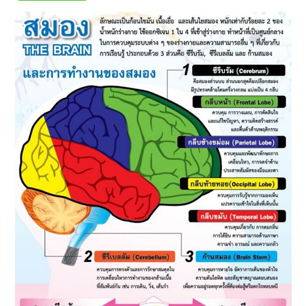 สมอง และ การทำงานของสมอง EQ-160 โปสเตอร์กระดาษ หุ้มพลาสติก