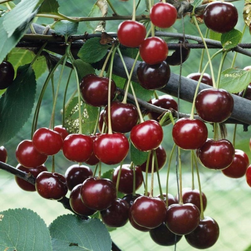 10H - #Hạt_Giống_Quả_Cherry (Tặng kèm kích mầm phân bón)