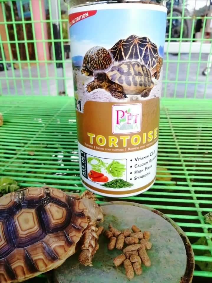 อาหารเต๋าบก Patnana tortoise R1