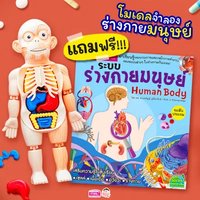 ของเล่นแนววิทยาศาสตร์ โมเดลจำลองร่างมนุษย์ Human Body Model พร้อมหนังสือระบบร่างกายมนุษย์ ระดับประถม